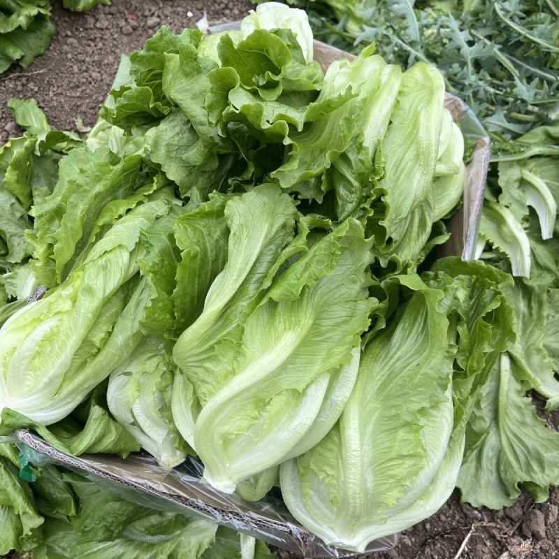 普威四季半结球生菜种子生菜籽阳台盆栽庭院四季播蔬菜