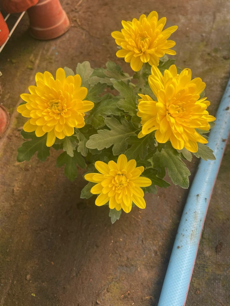 黄白菊花期长，红白两色，花苞多，直发