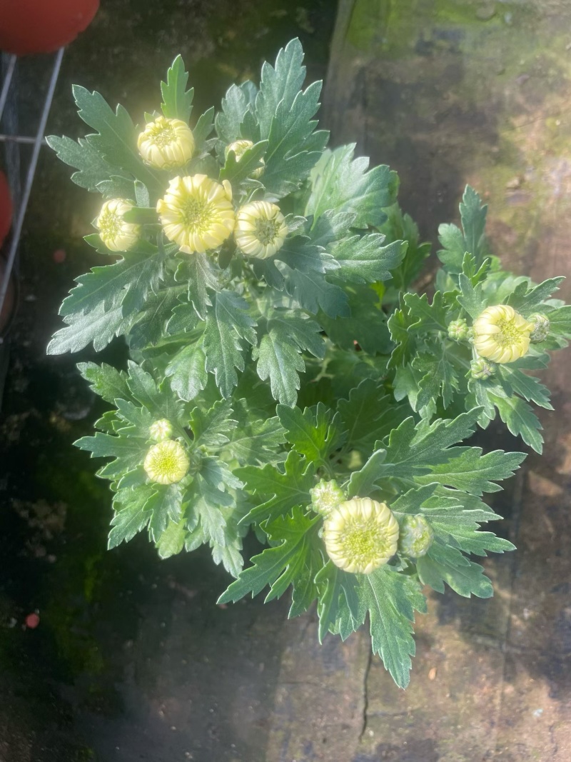 黄白菊花期长，红白两色，花苞多，直发