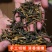 湖南农家白晒干豆角很嫩很脆