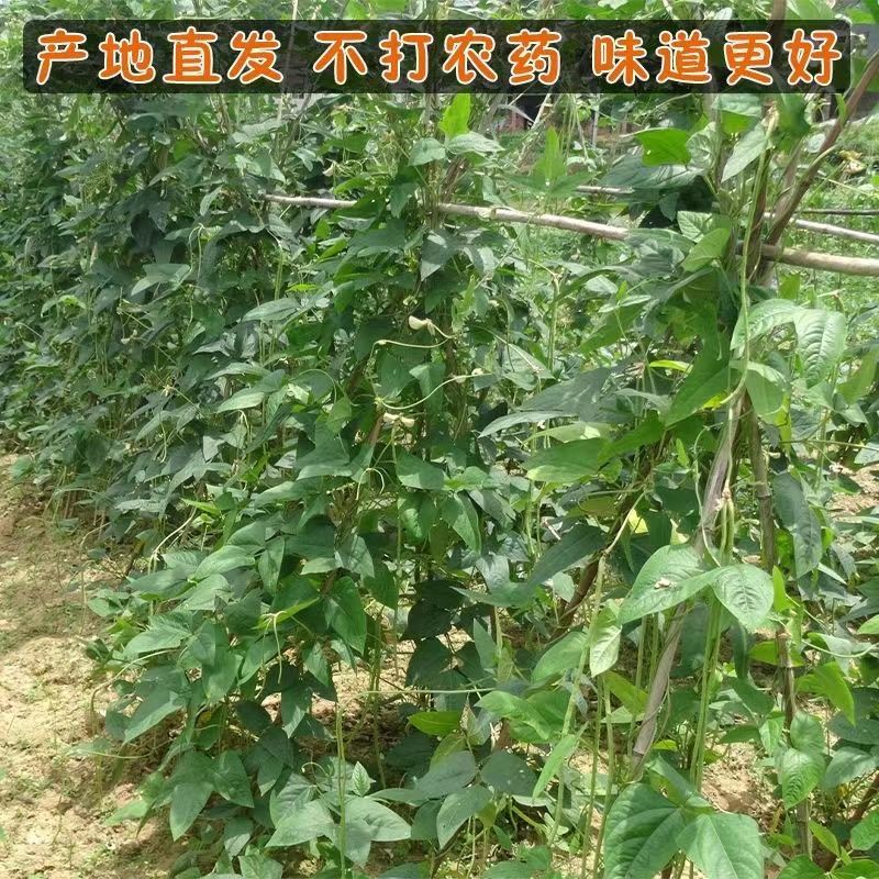 湖南农家白晒干豆角很嫩很脆