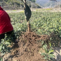 正宗宁海白沙枇杷苗超值好苗根系发达苗圃直供