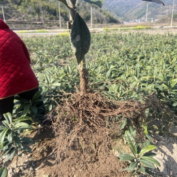 正宗宁海白沙枇杷苗超值好苗根系发达苗圃直供
