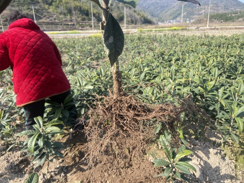 正宗宁海白沙枇杷苗超值好苗根系发达苗圃直供