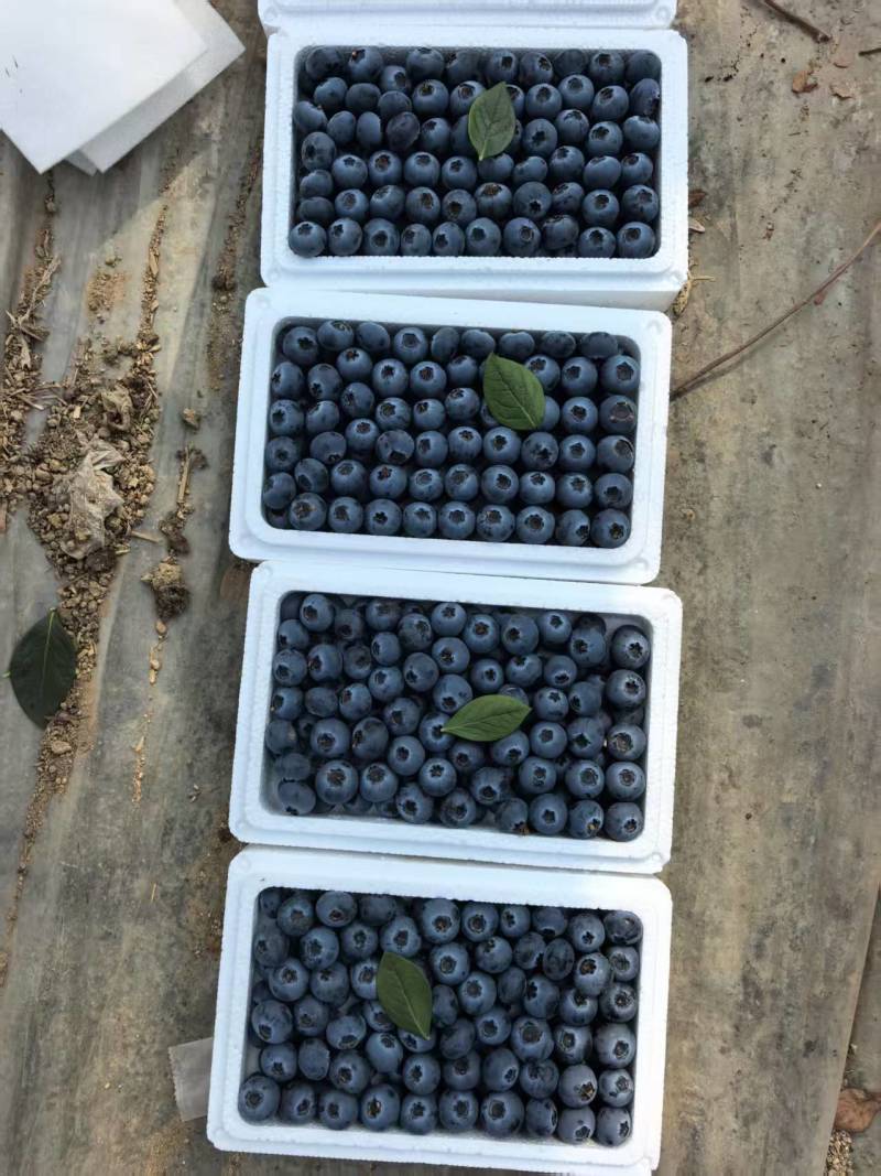 山东蓝莓L11大量上市产地直供量大价优