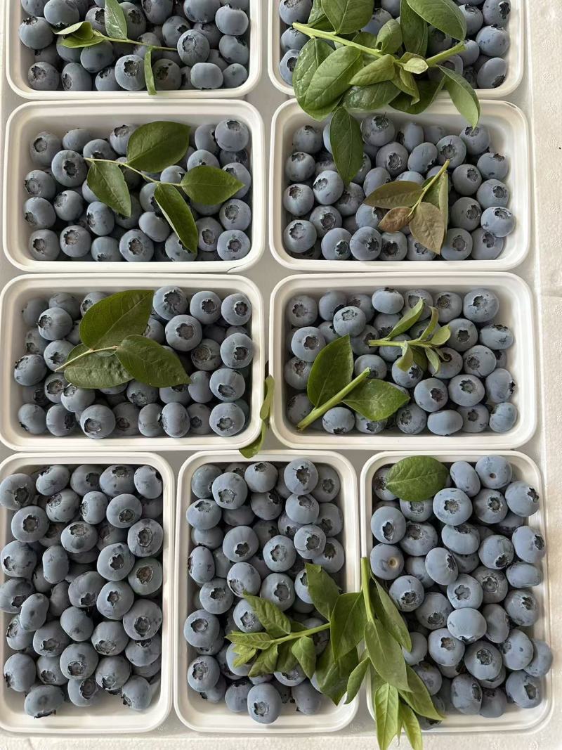 蓝莓F6H5等蓝莓大量有货基地直供品质优新鲜现