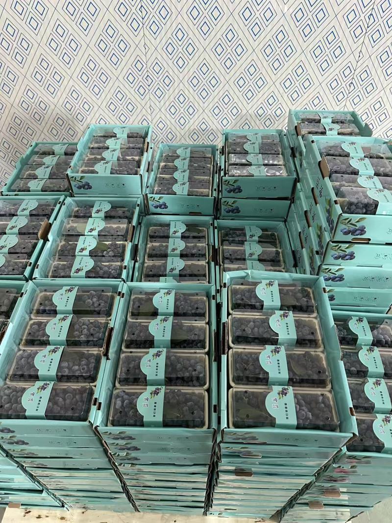 蓝莓F6H5等蓝莓大量有货基地直供品质优新鲜现