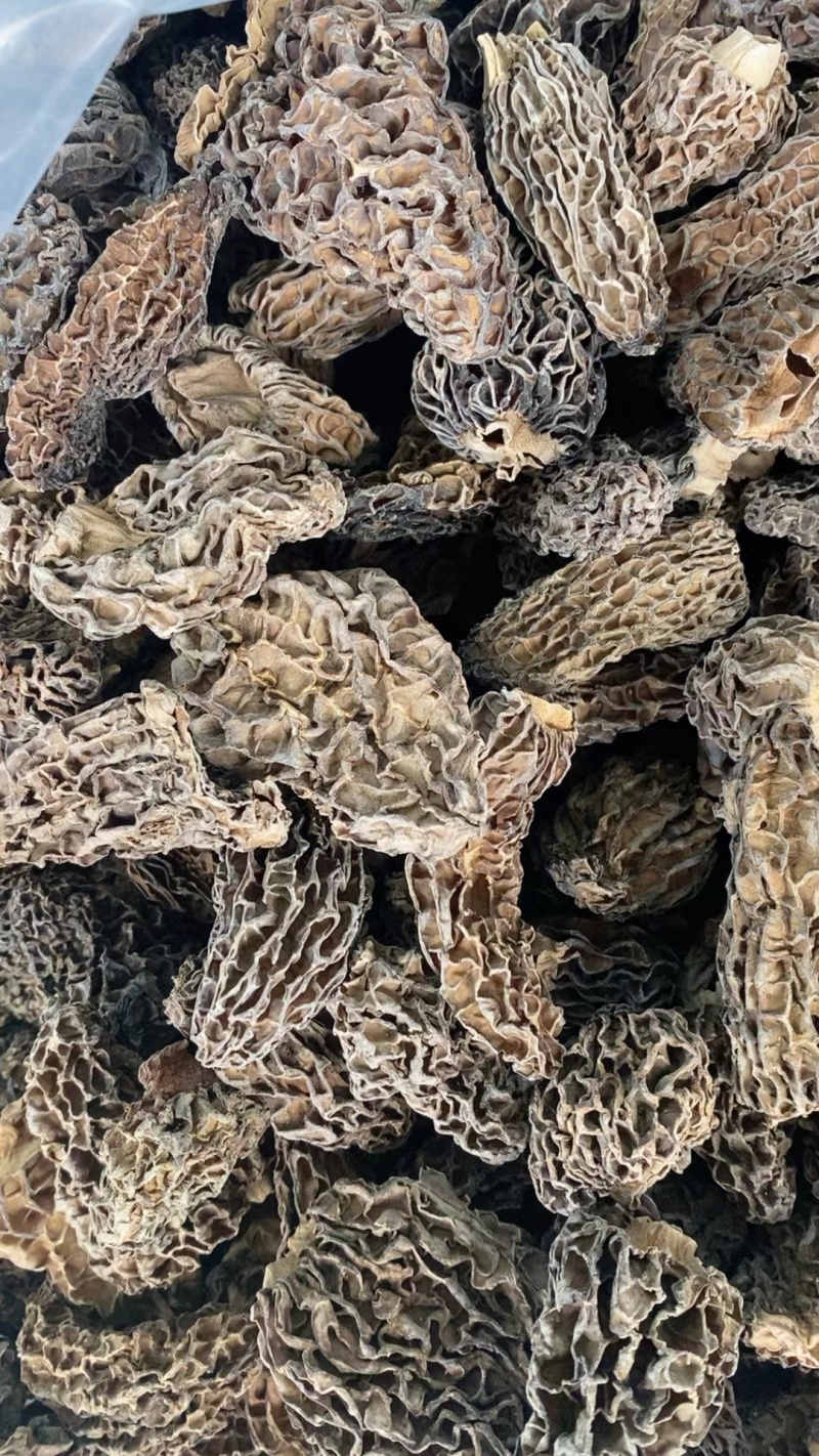 手选野生羊肚菌