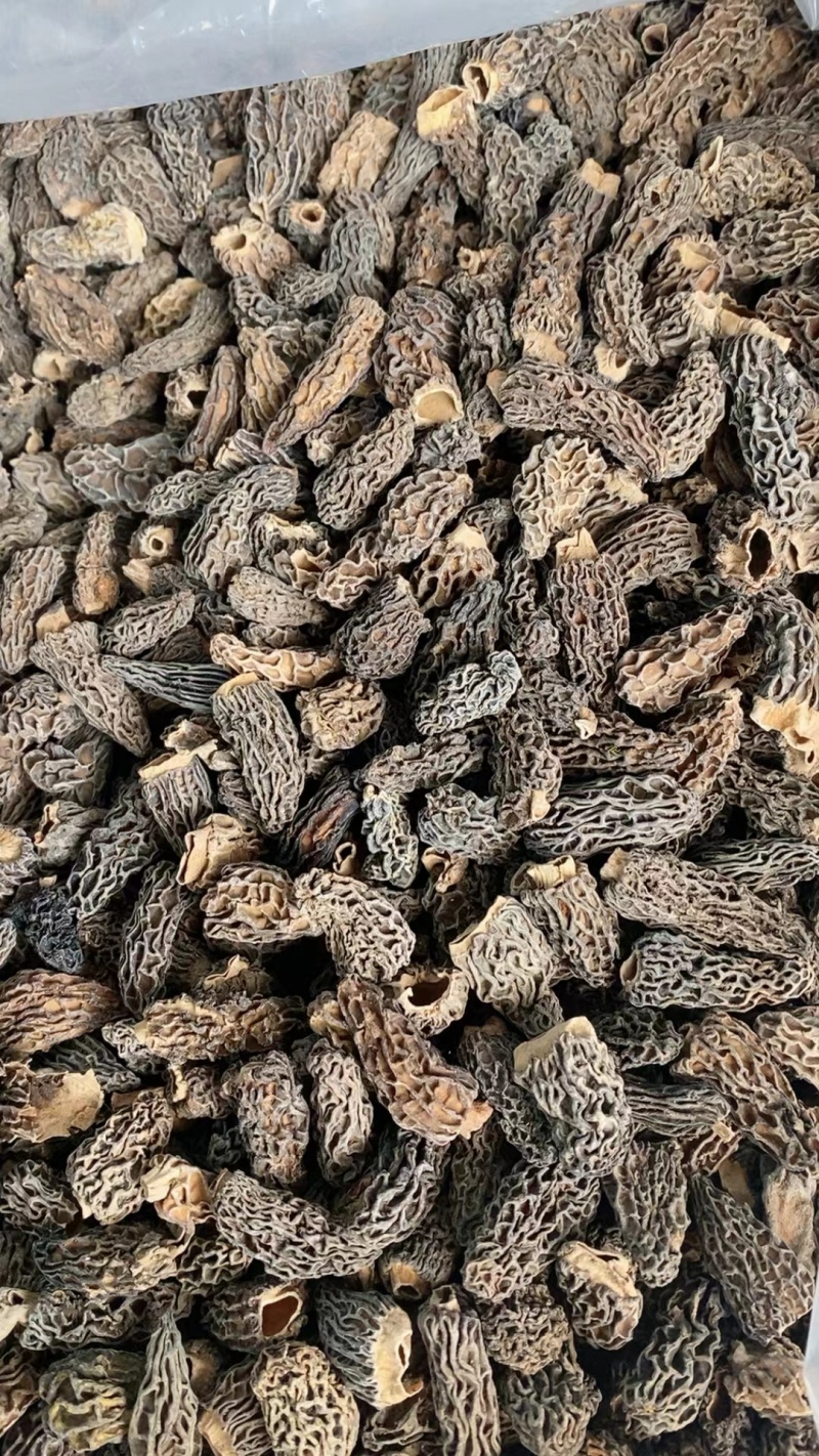 手选野生羊肚菌