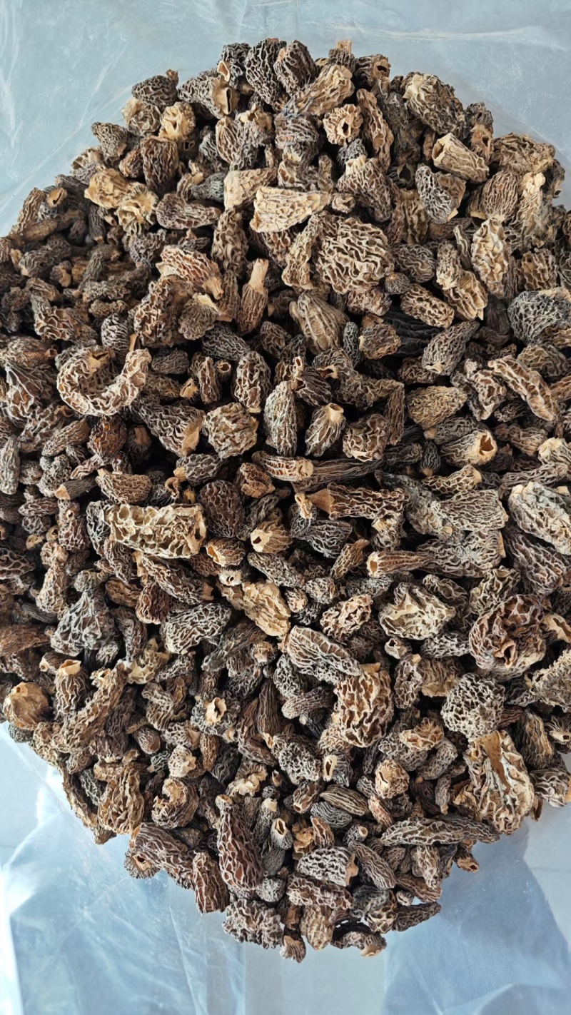 手选野生羊肚菌