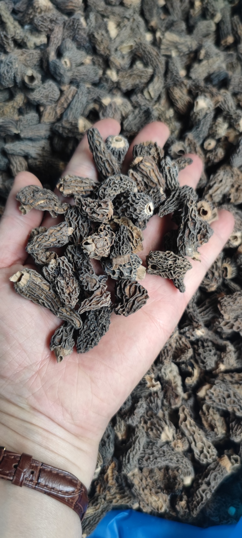 手选野生羊肚菌