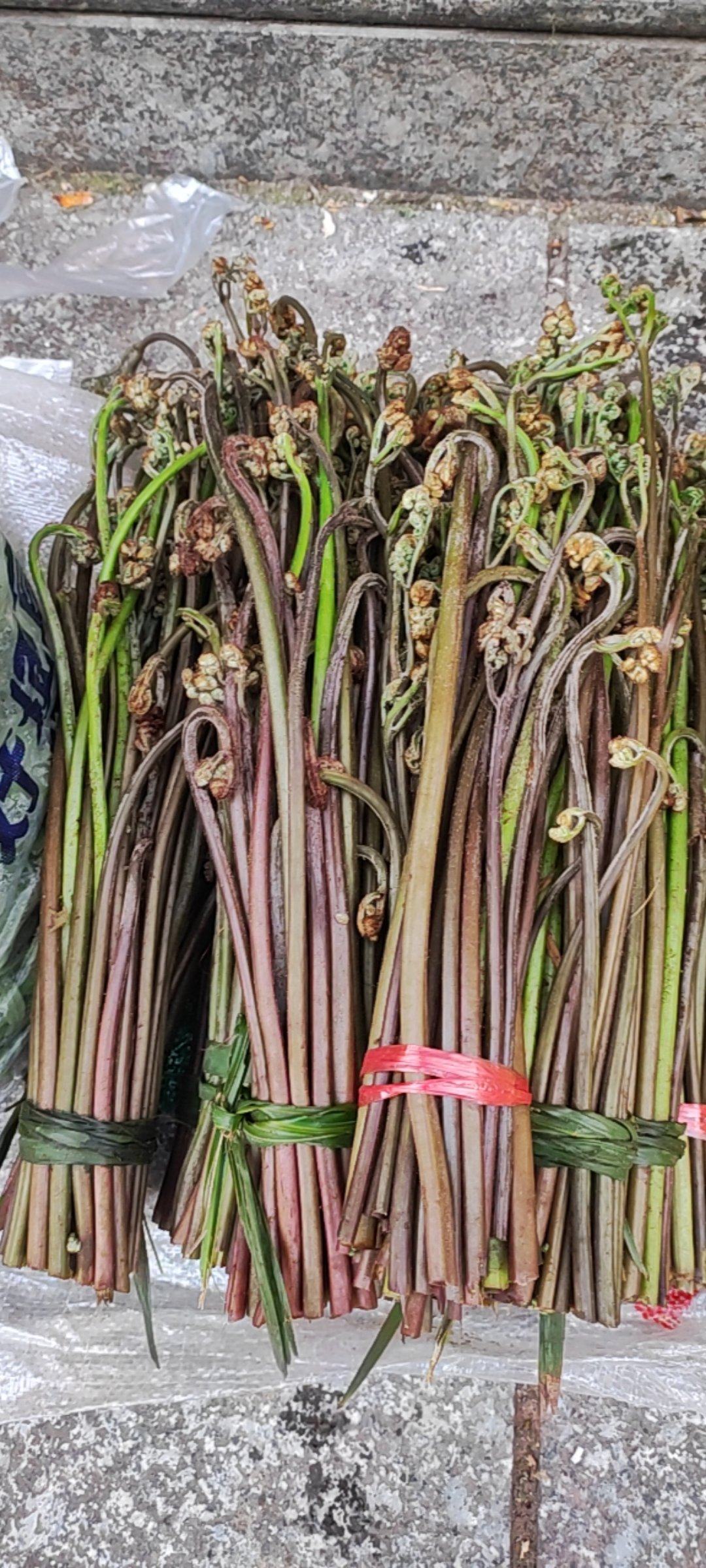 新鲜蕨菜