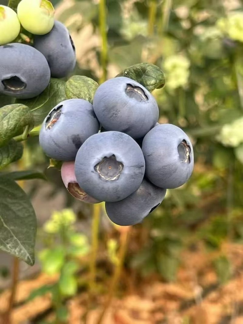 山东L25蓝莓大量有货基地直供品质优量大价优