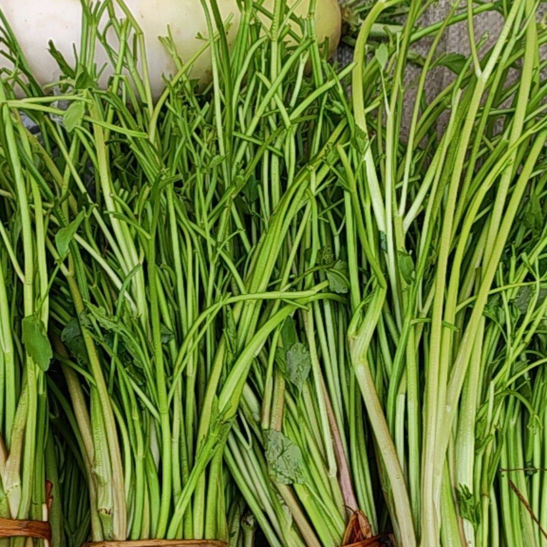 野芹菜