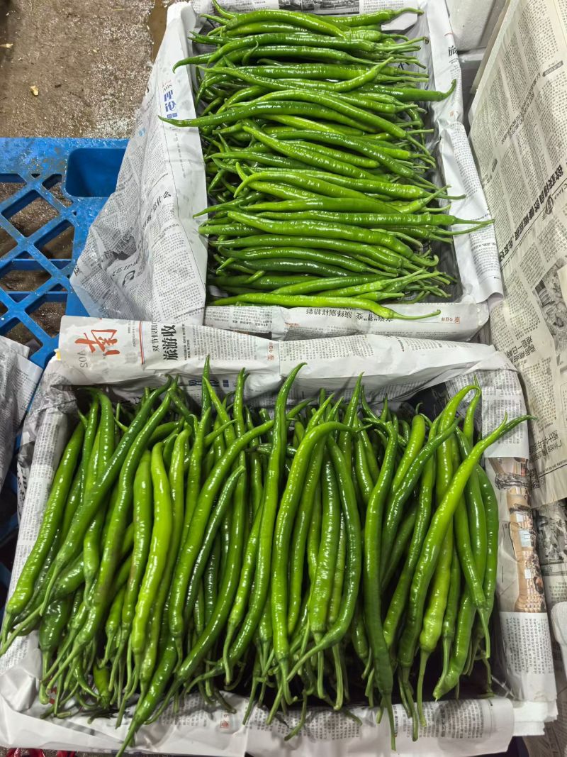 8号椒大量供应市场电商工厂质量保证一手货源