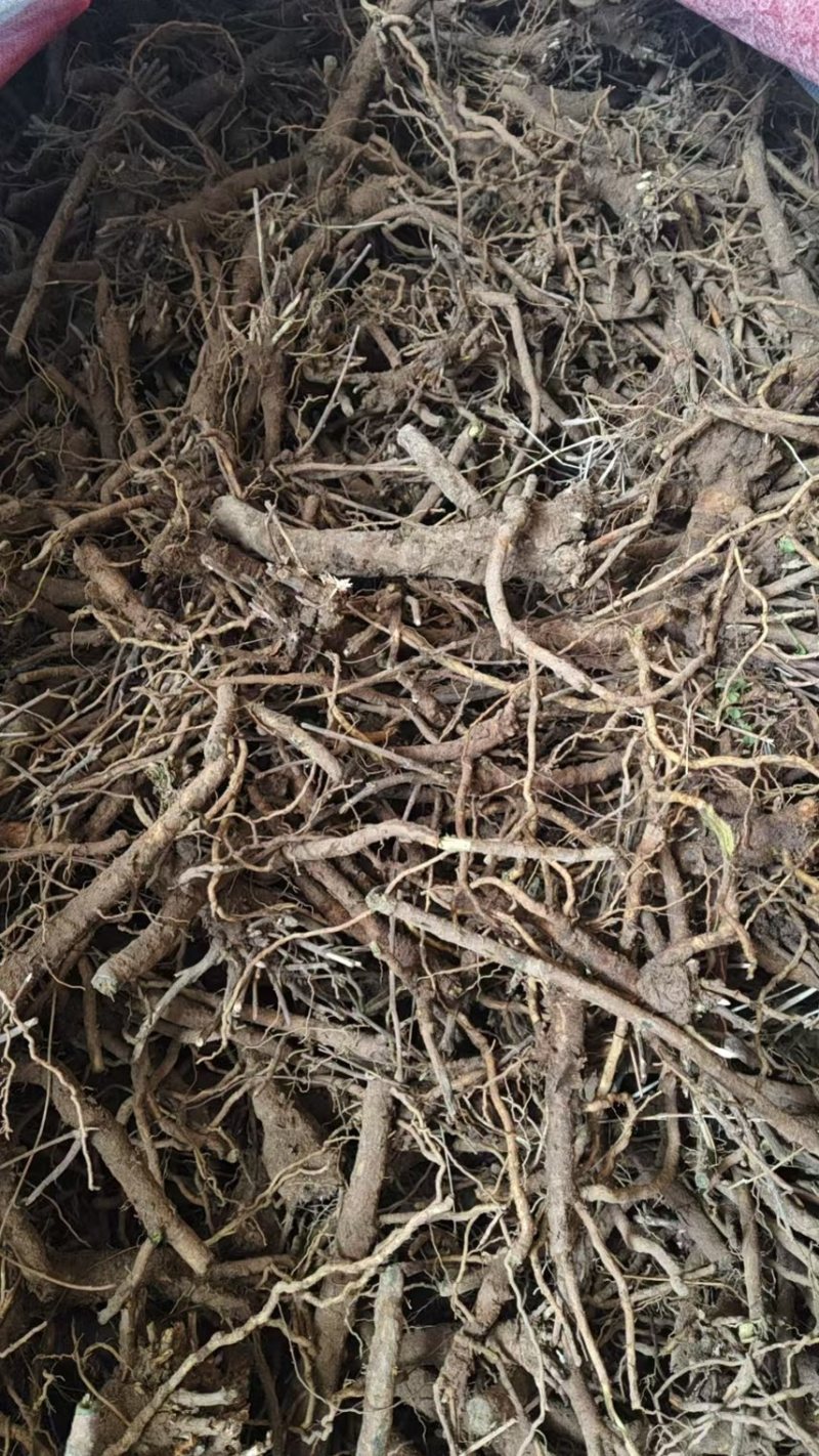 2026运城鲜黄芩，供货及时，货源充足，可随时看货