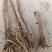 2026运城鲜黄芩，供货及时，货源充足，可随时看货