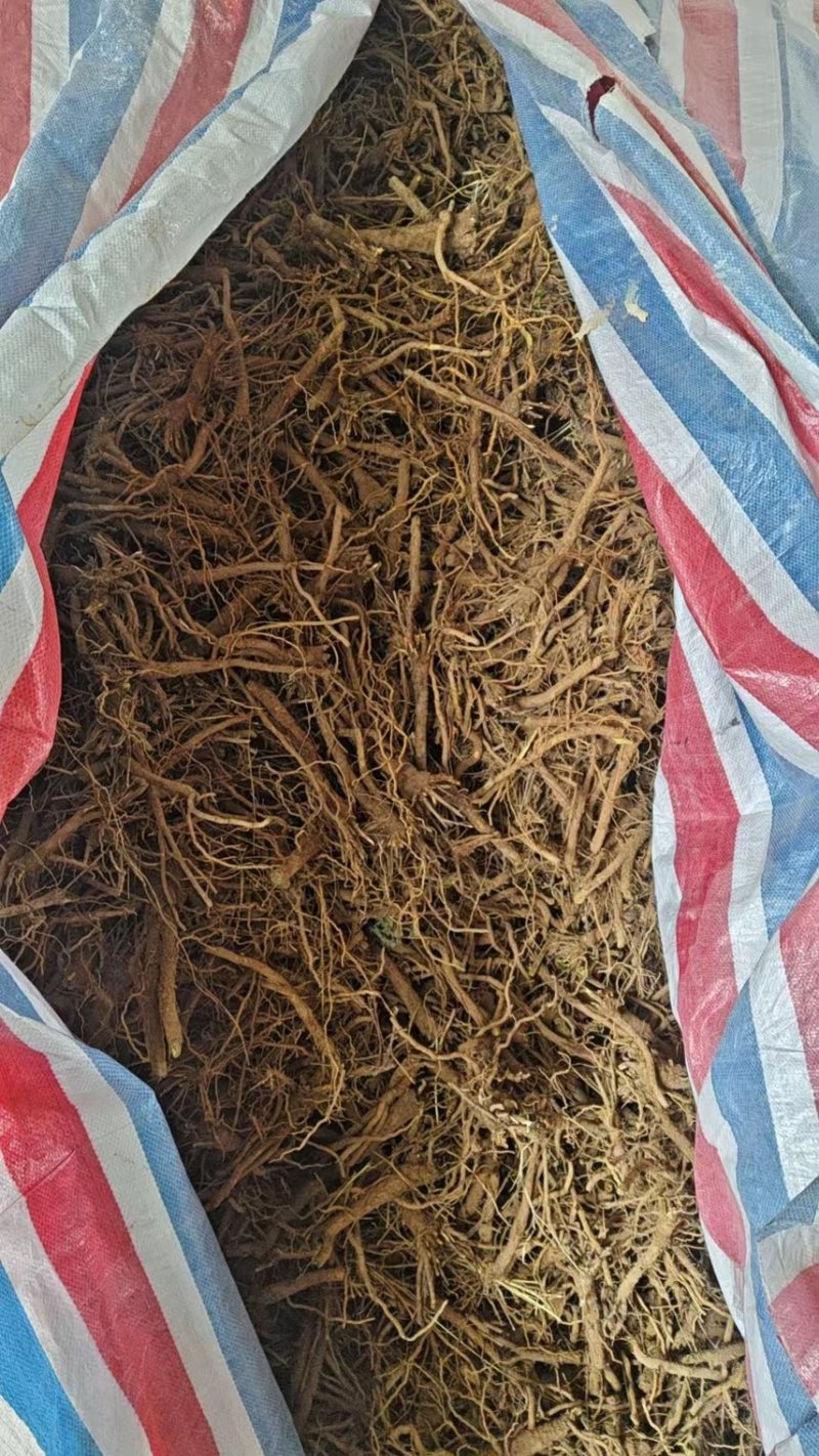 2026运城鲜黄芩，供货及时，货源充足，可随时看货