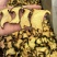 云南钻级黑牛肝水洗片