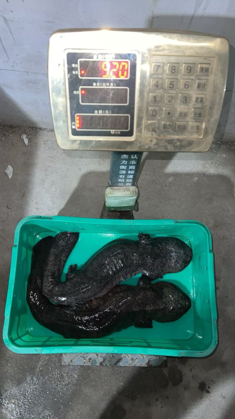 养殖娃娃鱼。