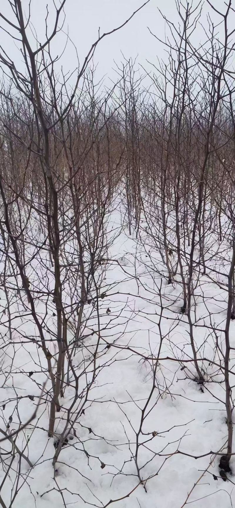 枣树