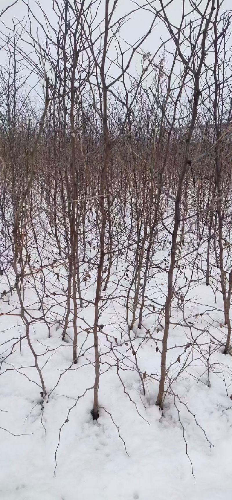 枣树