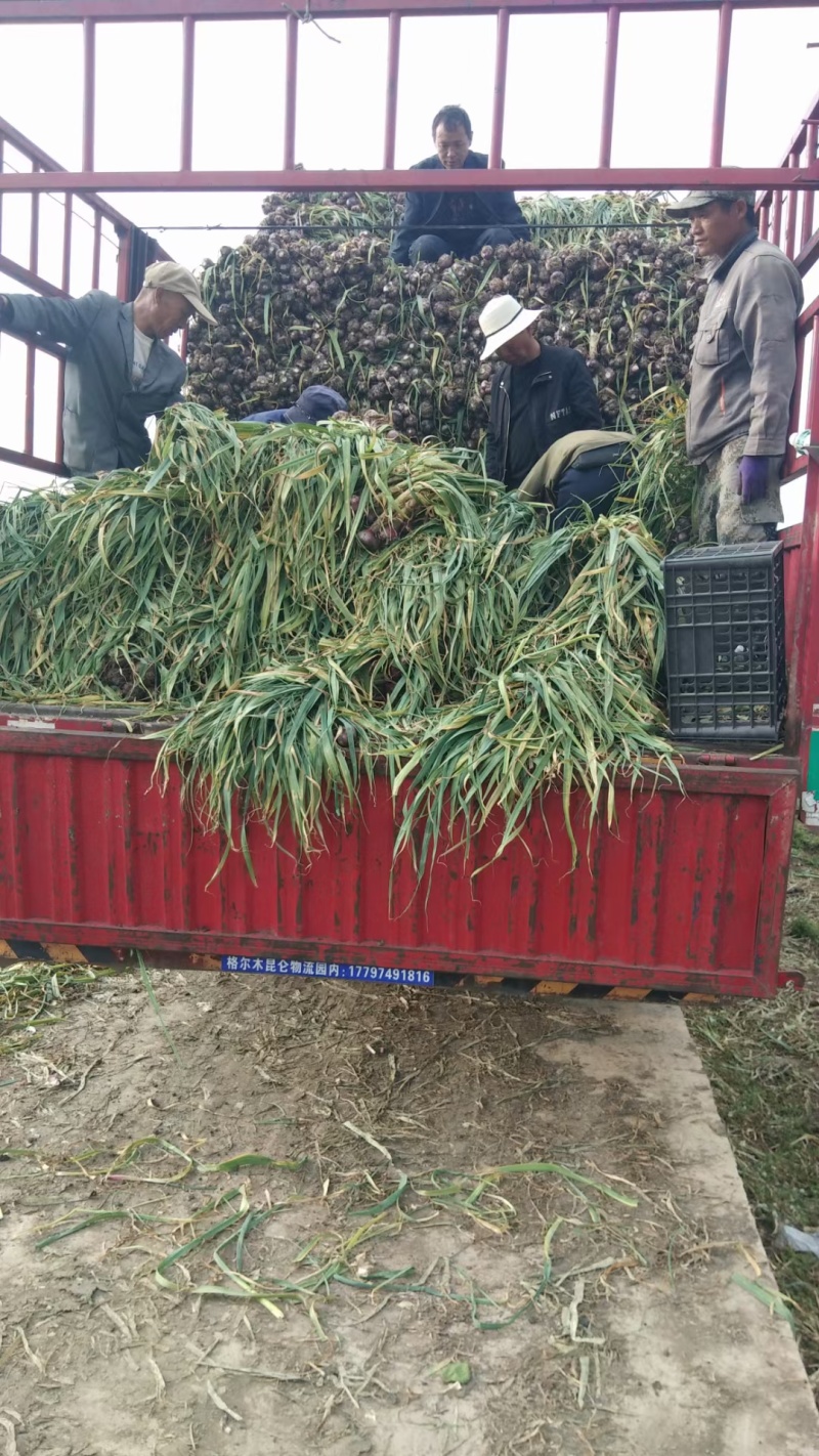 云南紫皮大蒜大量上质量保证产地直发/量大从优