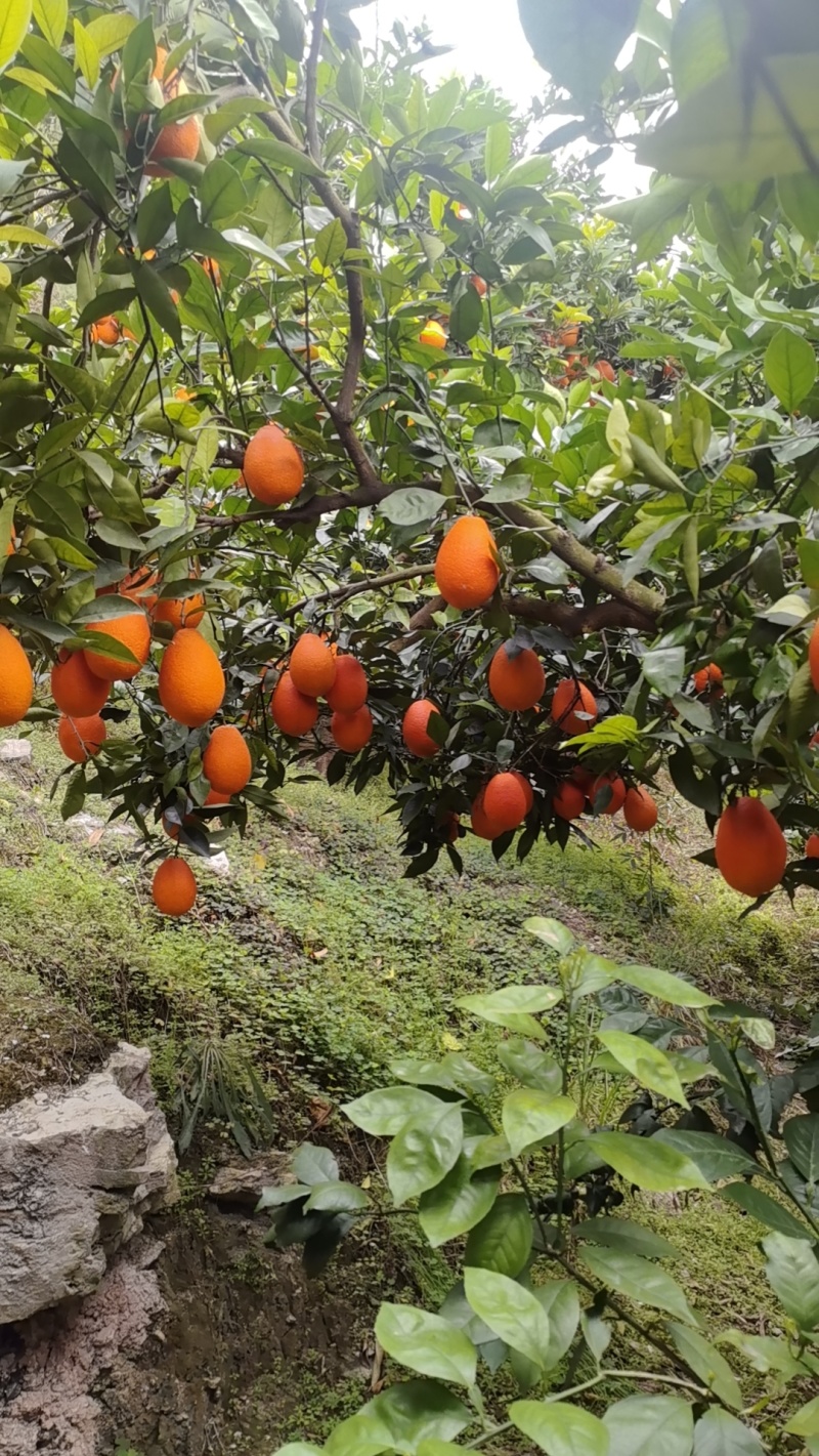奉节脐橙货源多，价格便宜