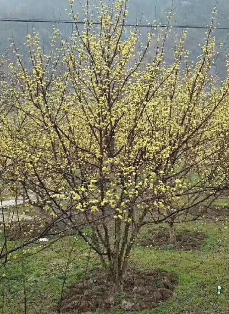 高产2~3年生山茱萸树苗，山萸肉树苗，3万棵优质新品种