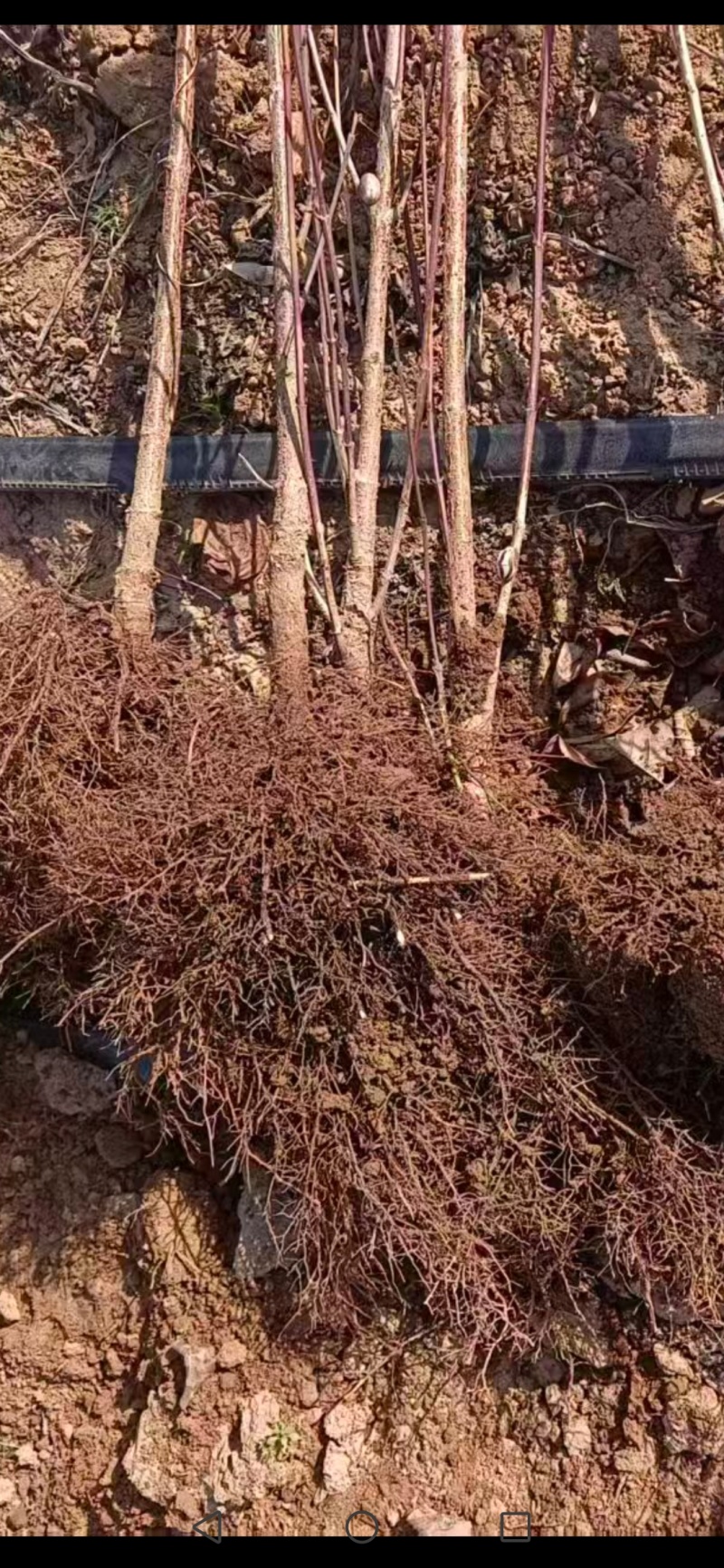 高产2~3年生山茱萸树苗，山萸肉树苗，3万棵优质新品种