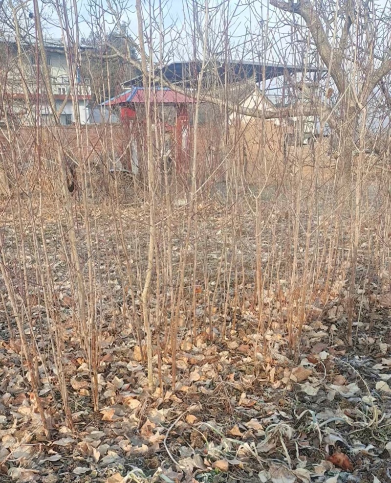 高产2~3年生山茱萸树苗，山萸肉树苗，3万棵优质新品种