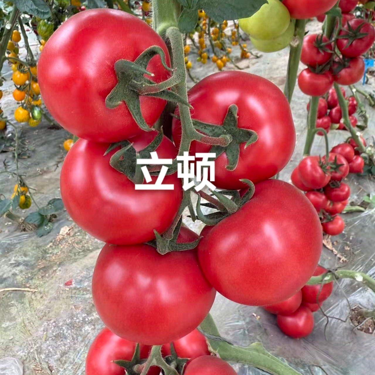 硬粉西红柿苗子抗病毒耐热耐裂大果亮粉番茄苗子大粉硬粉西红