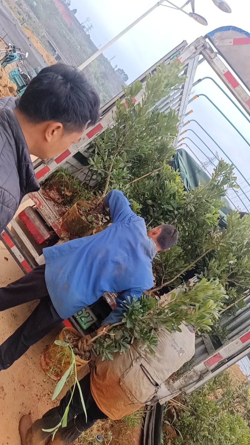 出售各品种各规格杨梅苗