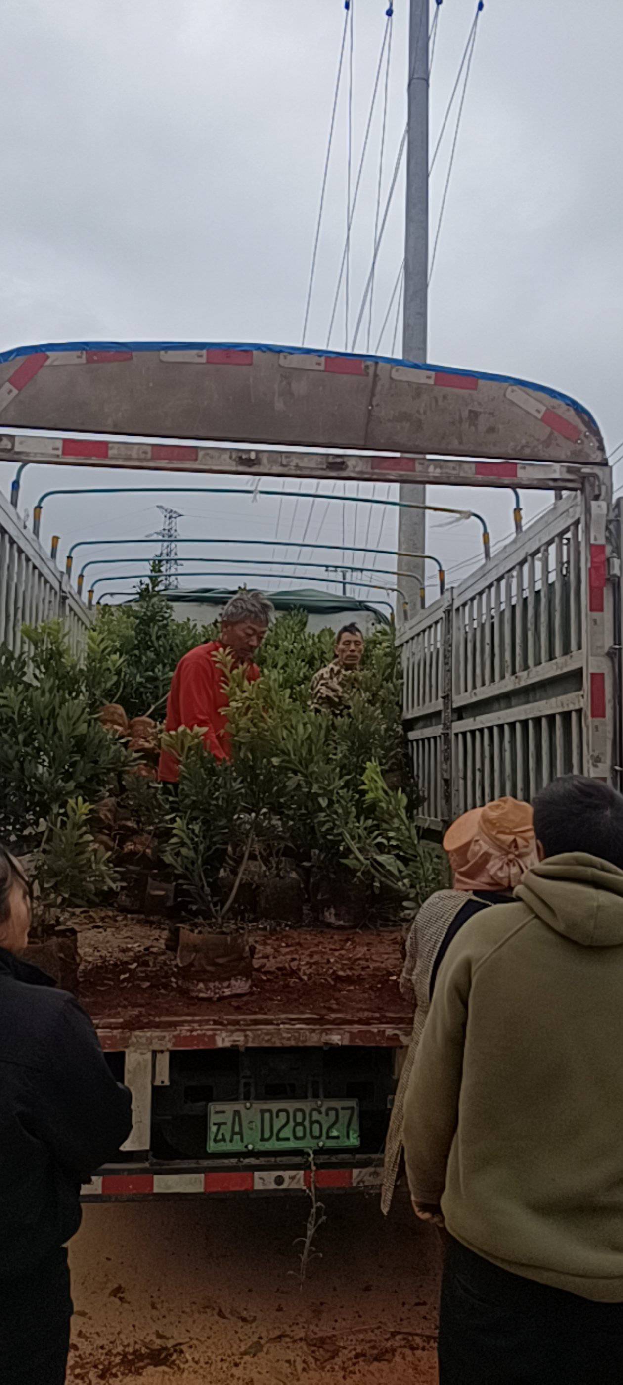 出售各品种各规格杨梅苗