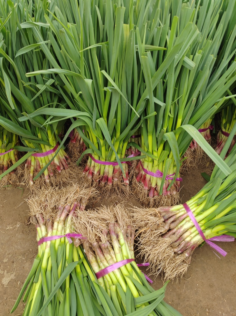 新鲜红根蒜苗