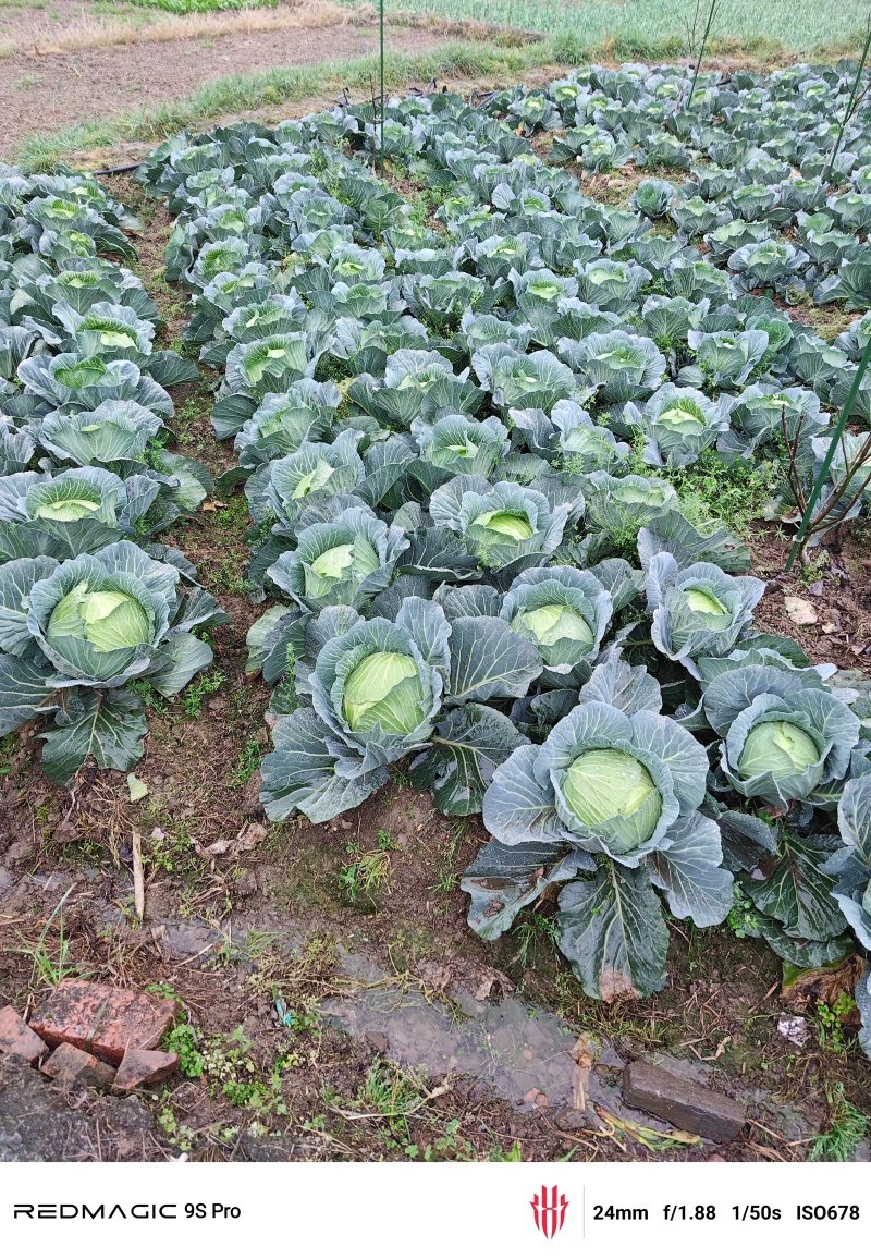 莲花白