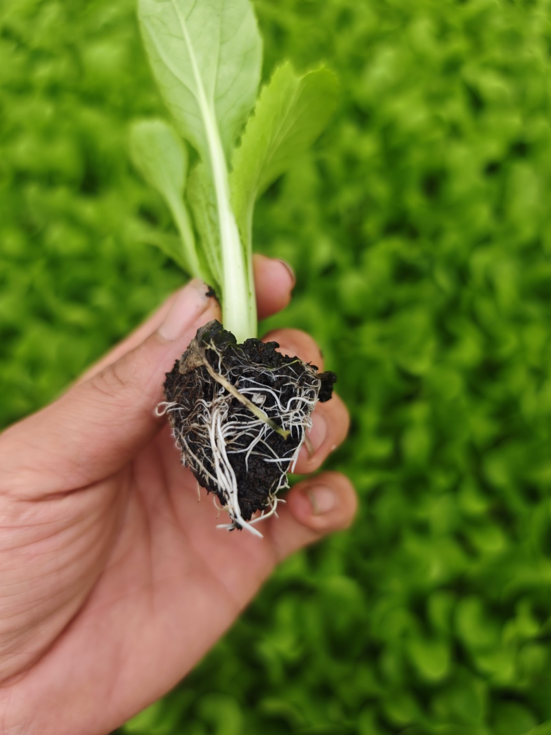 娃娃菜苗带土球，成活率高