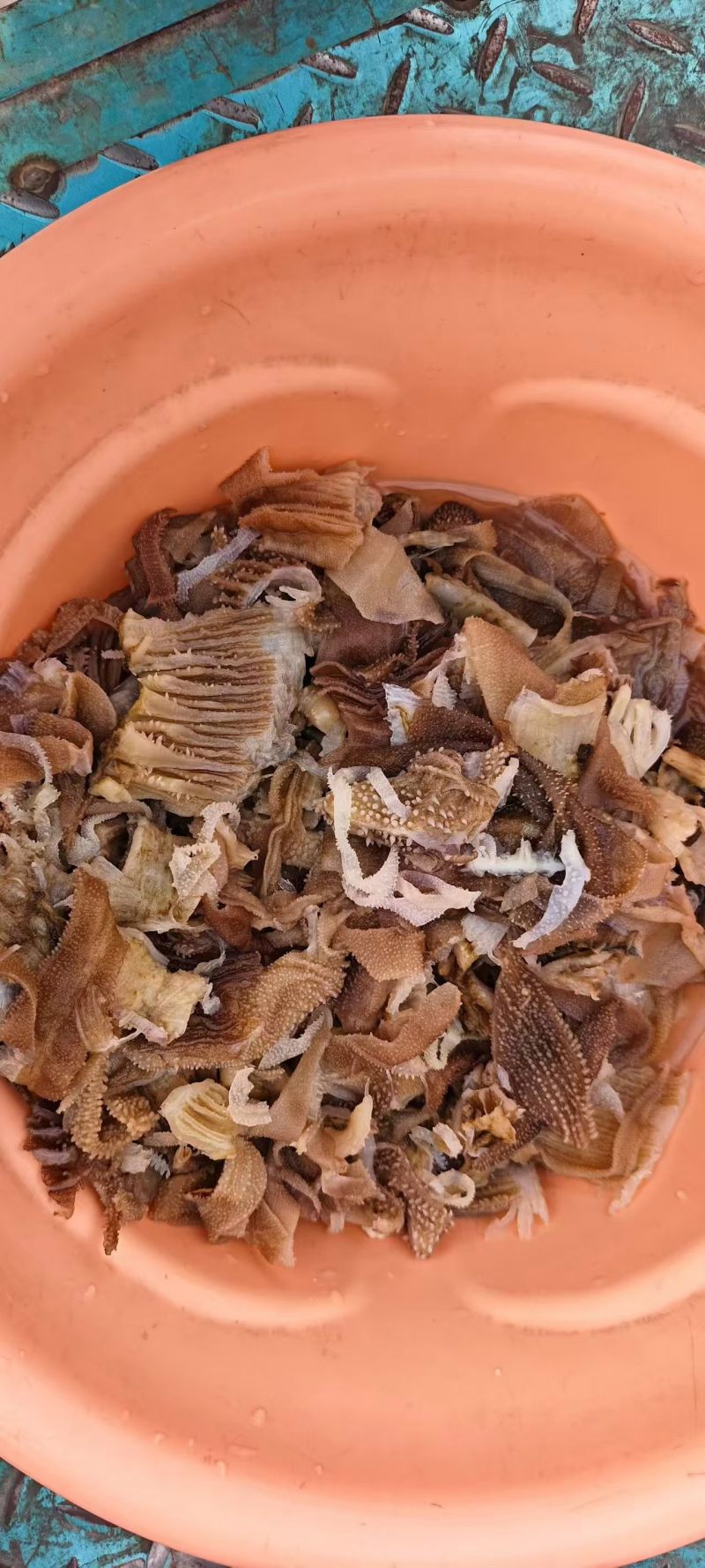 精品毛肚头子