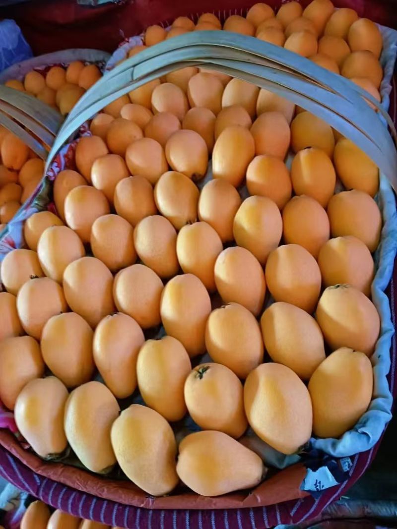 米易枇杷(正宗产地发货)，代收，代发
