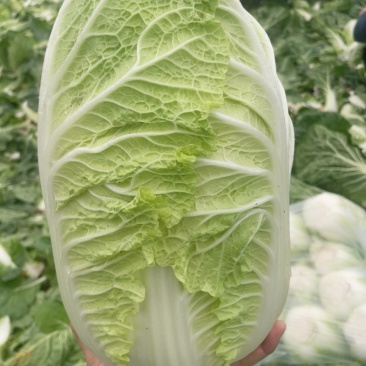青州大白菜
