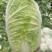 青州大白菜