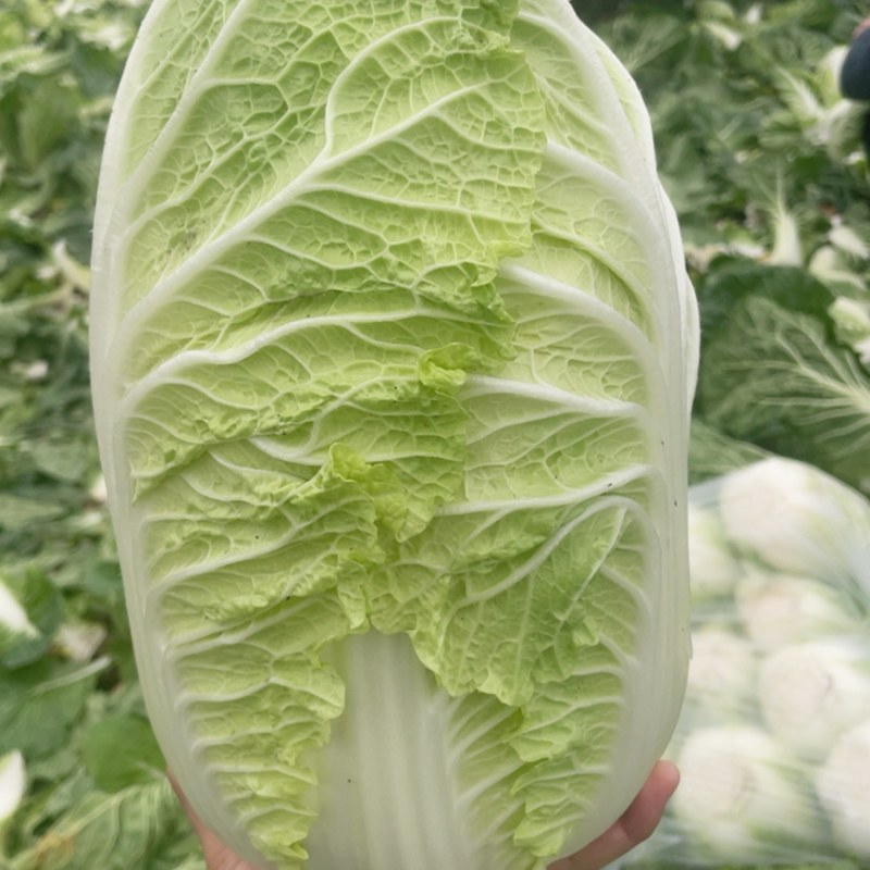 青州大白菜