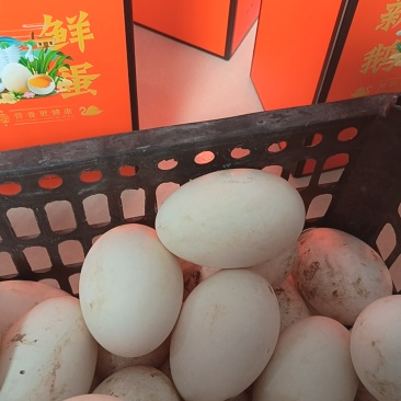 鹅蛋