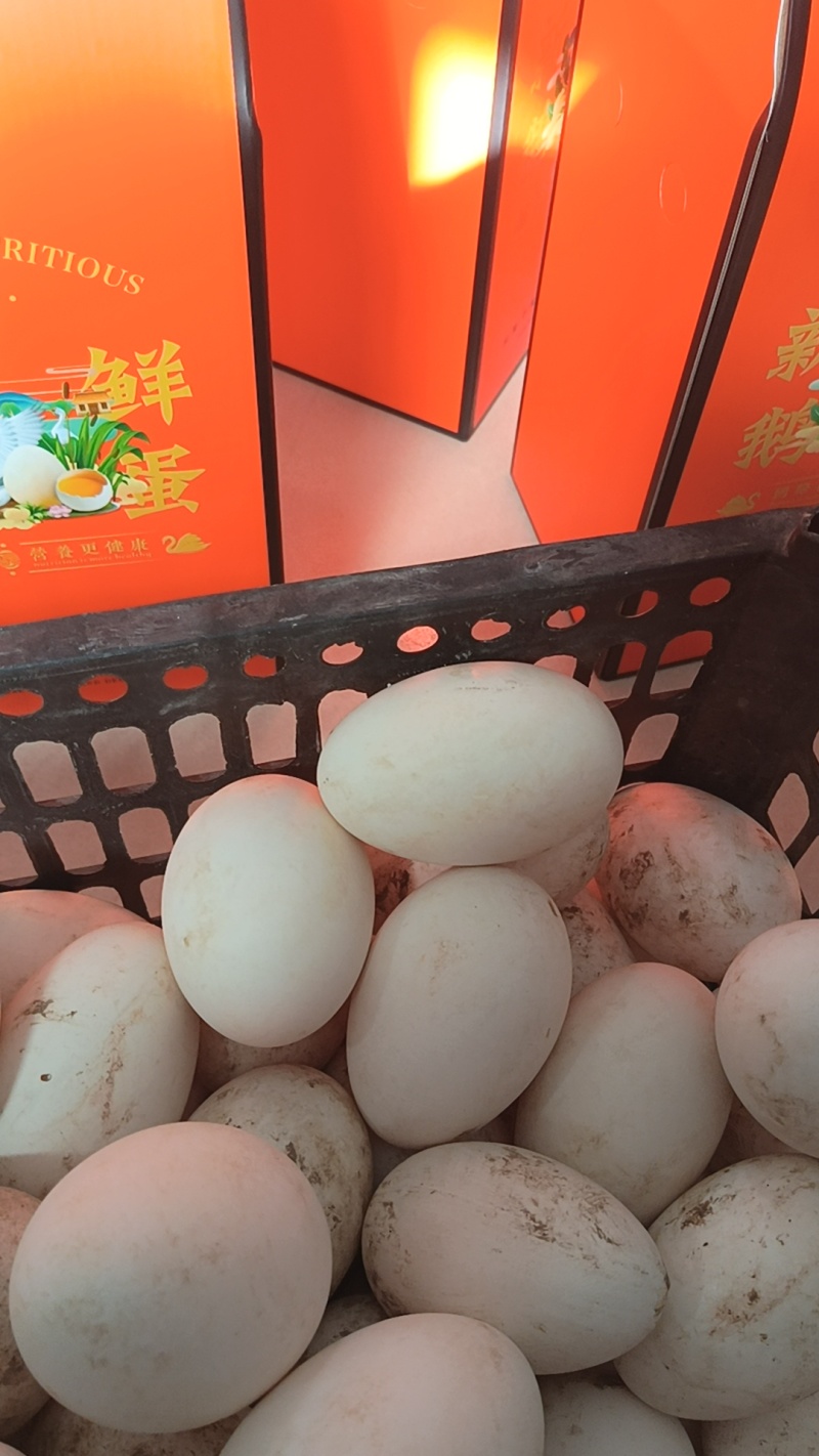 鹅蛋