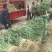 红根蒜苗产地直销