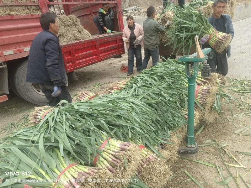 红根蒜苗产地直销