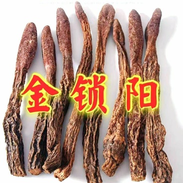 阿拉善野生金锁阳沙漠人参野性猛烈男人泡酒滋补珍品
