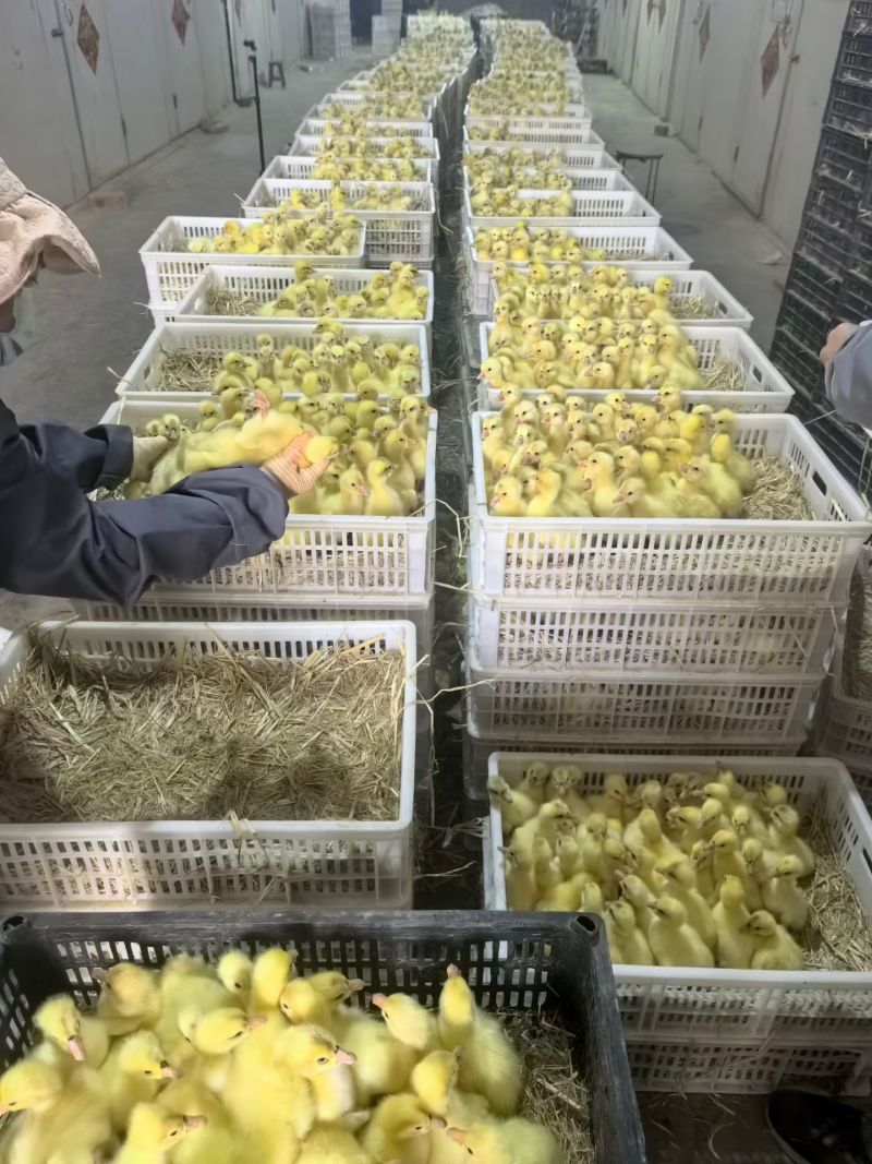 大品种蛋大三花鹅肉鹅苗，预防齐全包活到家