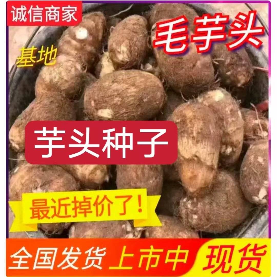 山东毛芋头8520芋头/芋头种/全国发货坏烂包赔