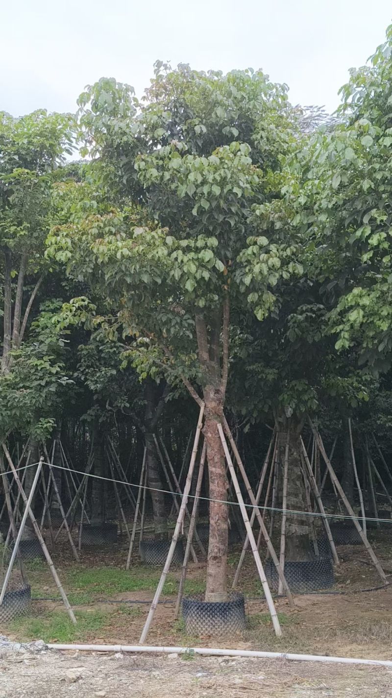 秋枫